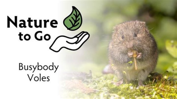 voles in nc