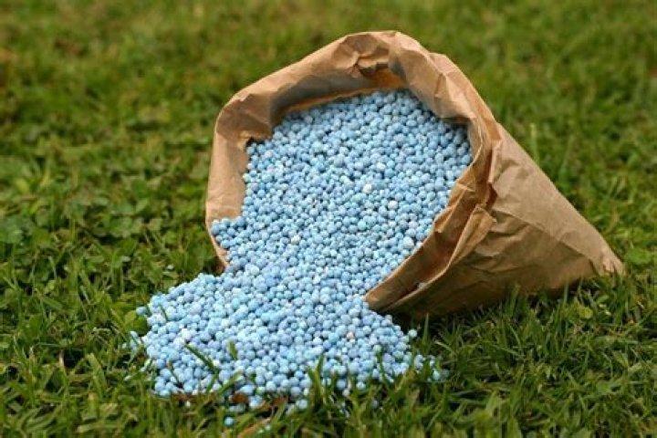water lawn after fertilizer