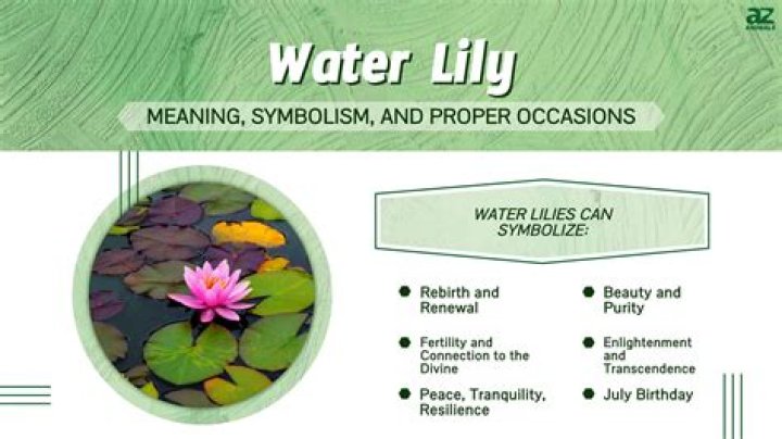 water lily symbolism
