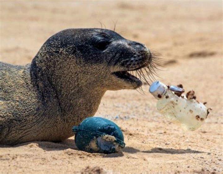 What animals are getting killed by plastic?