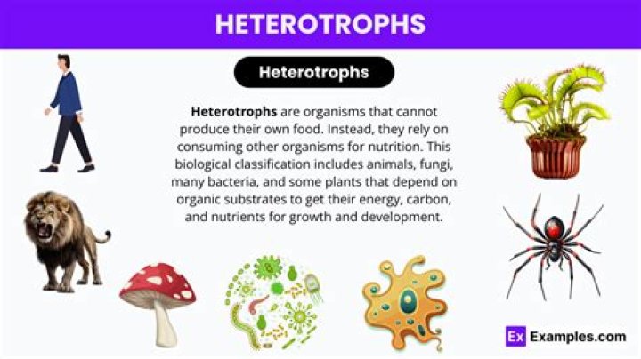 What animals are Heterotroph