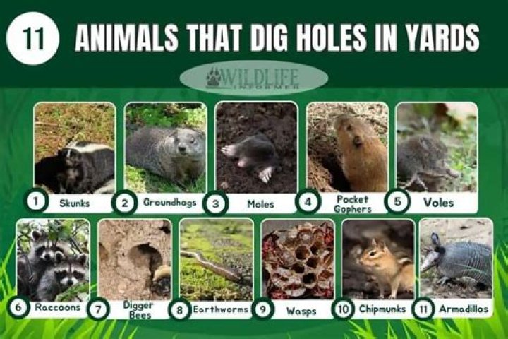 what animals dig holes in yards