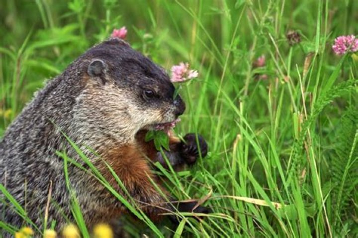 what animals eat flowers