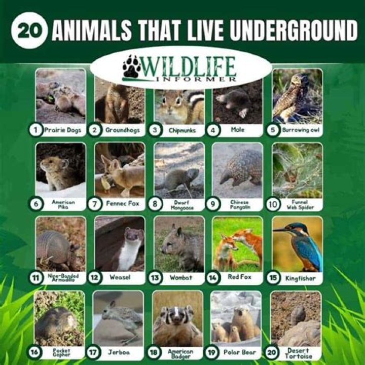 What animals live in a backyard