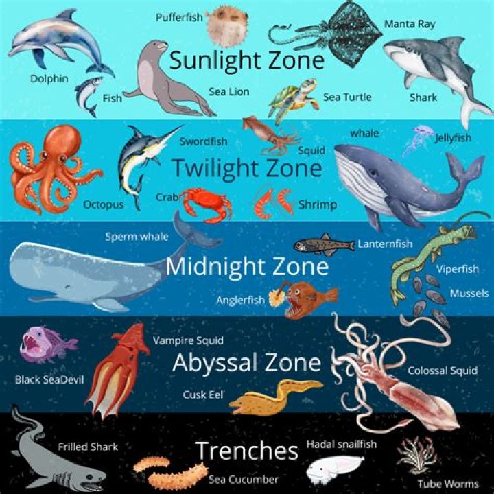 what animals live in the sunlight zone