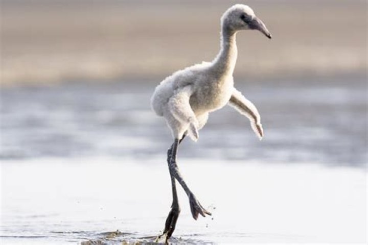 what are baby flamingos called