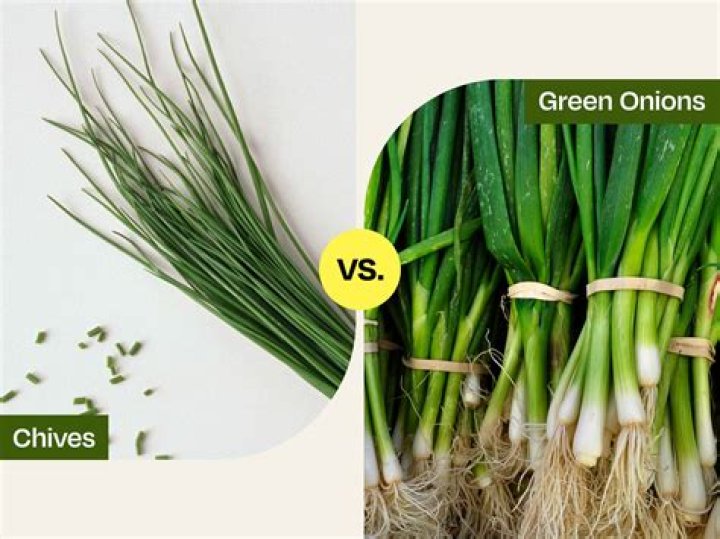 what are chives
