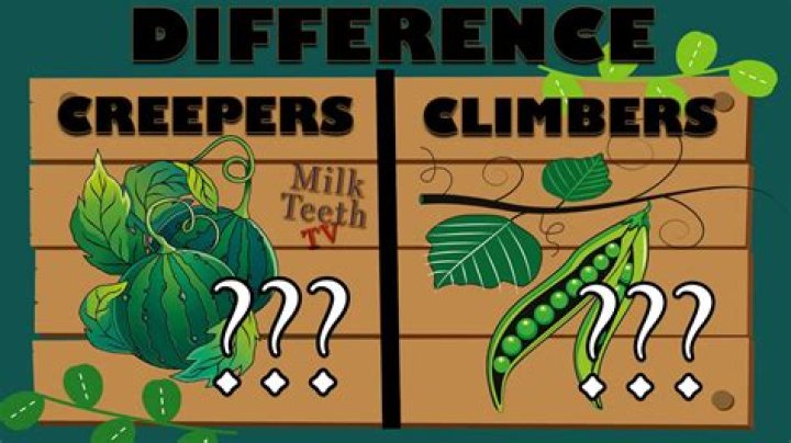 what are creepers