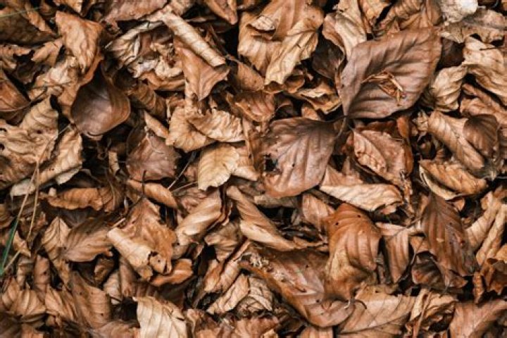 What are dry dead leaves called