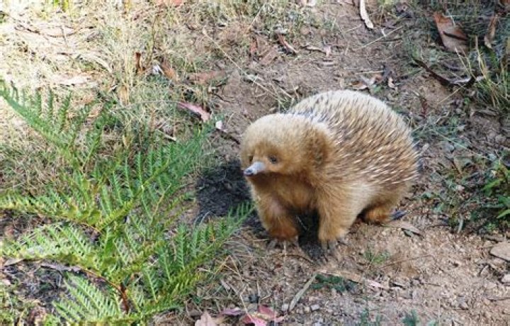 what are echidnas