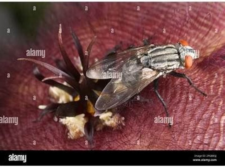 What are flesh flies attracted to