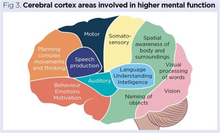What are higher mental functions