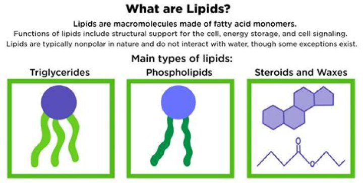 what are lipids