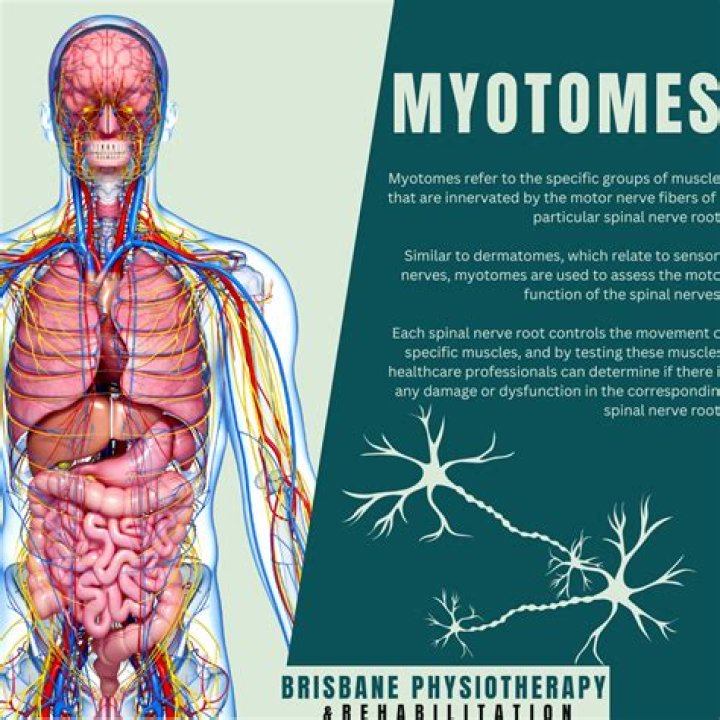 what are myotomes
