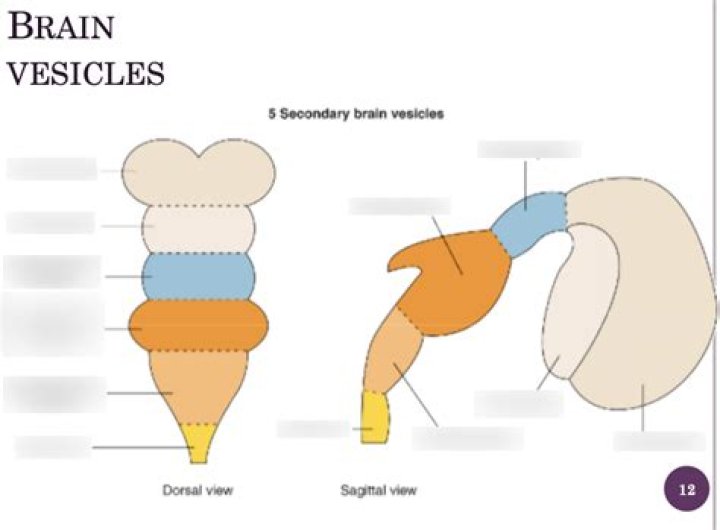What are secondary brain vesicles