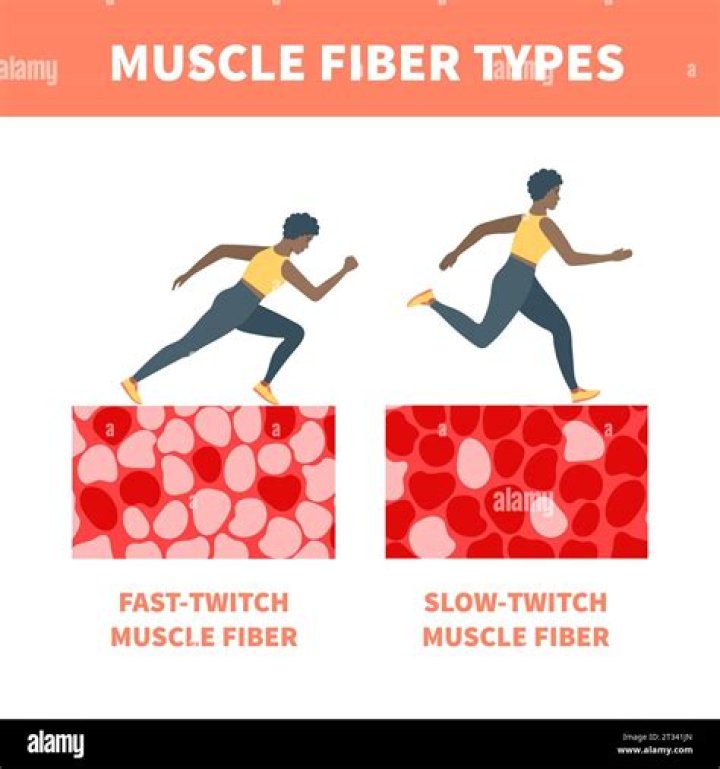 What are slow twitch muscle fibers best suited for