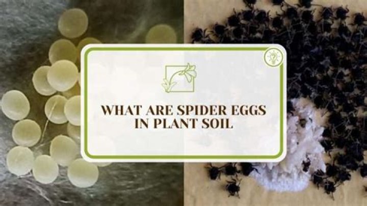 What are spider eggs