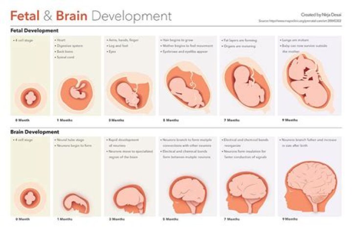 What are the 3 stages of fetal development?