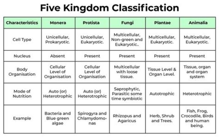 What are the 5 classifications of Kingdom?