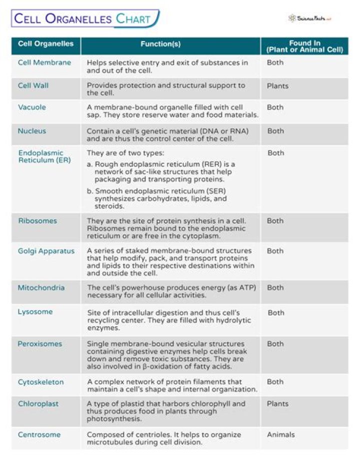 What are the 7 organelles of a cell
