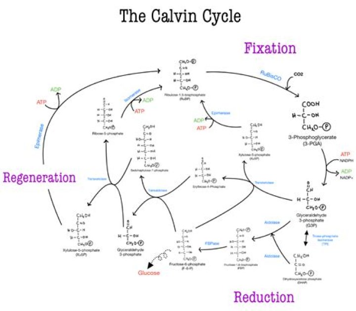 what are the basic stages of the calvin cycle