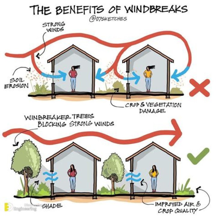 What are the benefits of windbreaks?