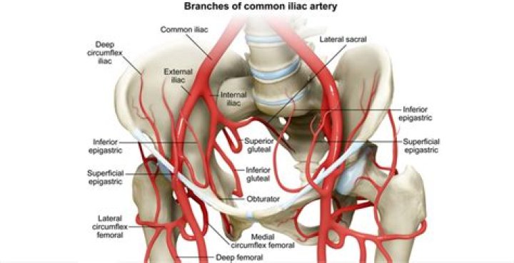 What are the branches of the internal iliac artery