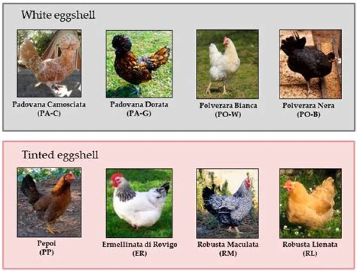What are the breeds of native chicken?