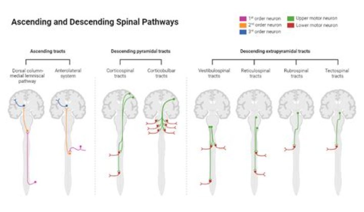 What are the descending motor pathways