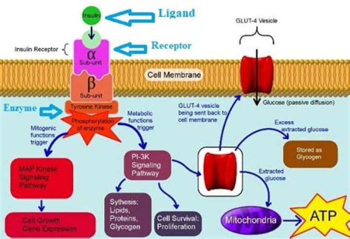 What are the essential parts of a signaling pathway?