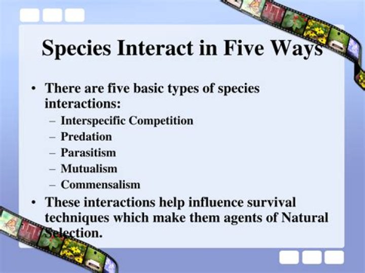 What are the five ways species interact with each other