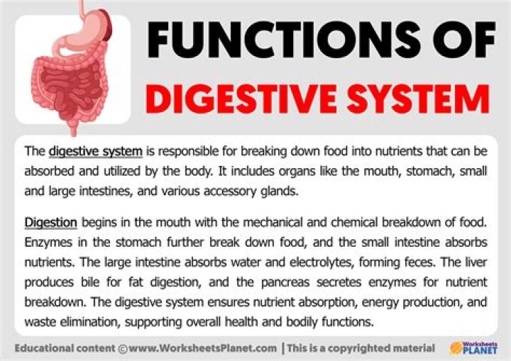 What are the function of the organs in the digestive system?