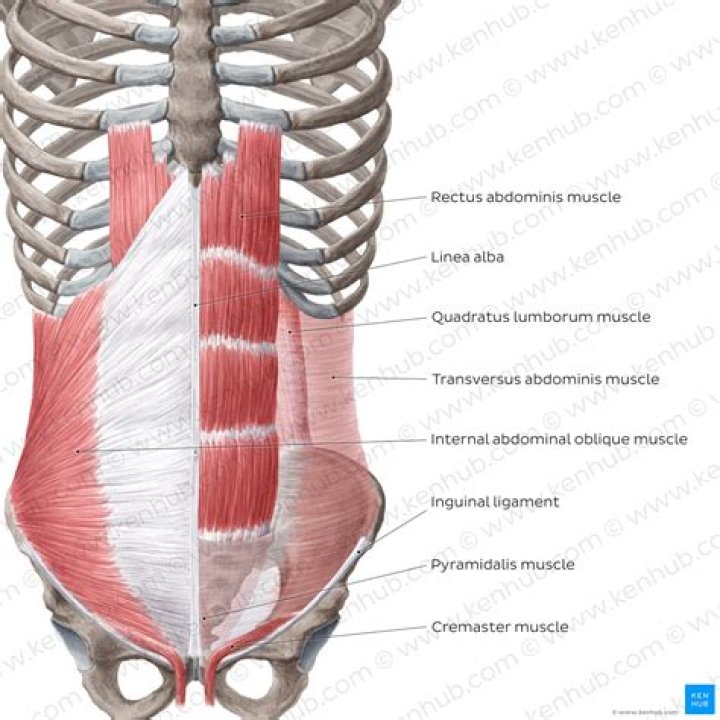 What are the functions of the abdominal wall muscles