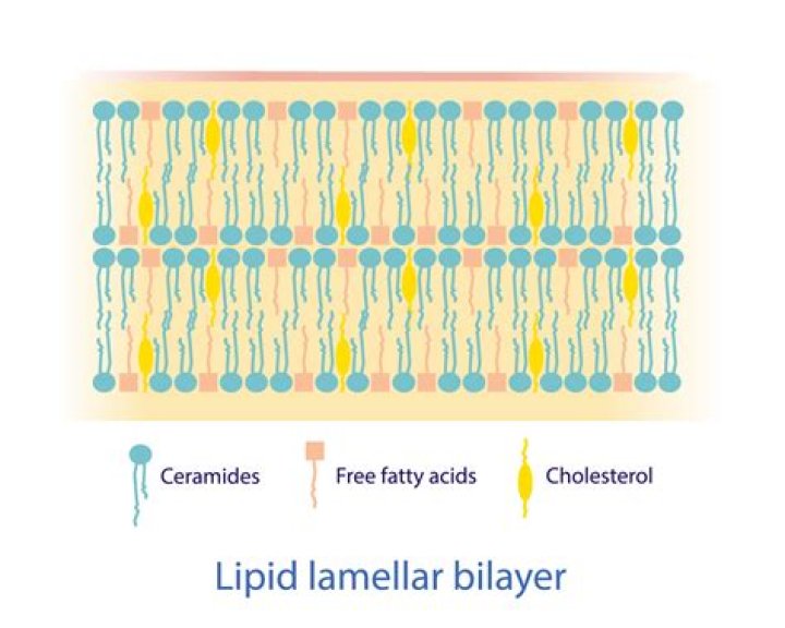 What are the lipid tails of the lipid bilayer?