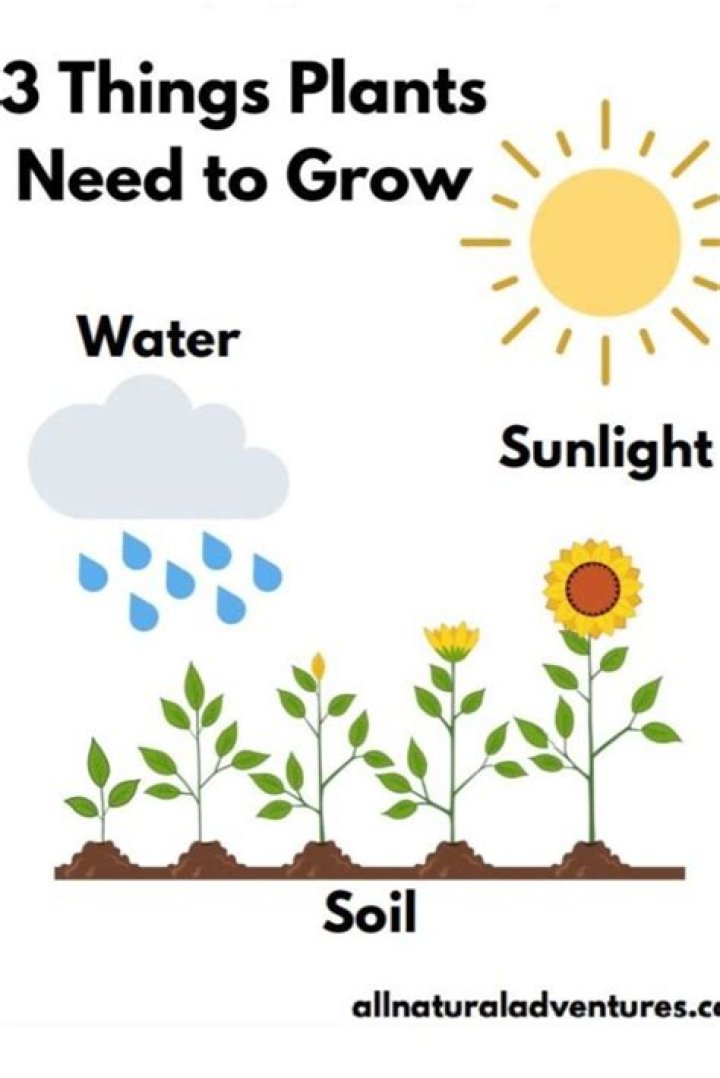 What are the main things a plant needs to grow