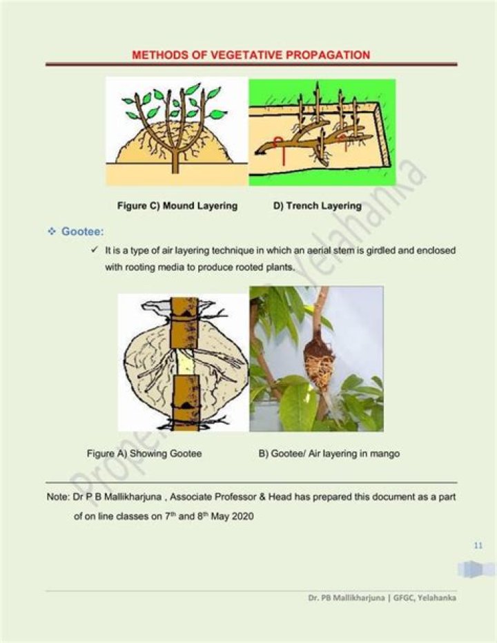 What are the methods of vegetative propagation