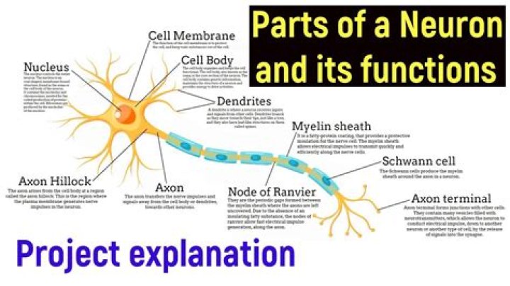 What are the parts of a neuron and their functions