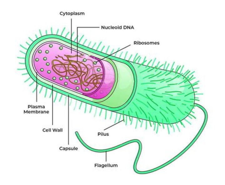 What are the parts of bacteria