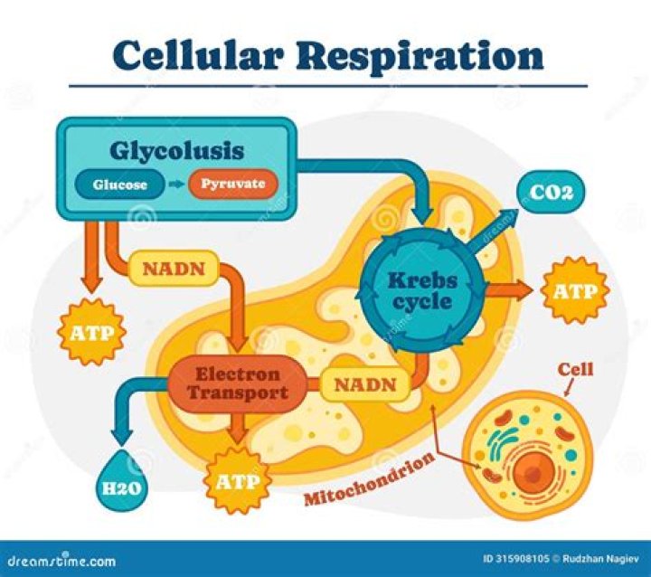 What are the reactants of the Krebs cycle in cellular respiration