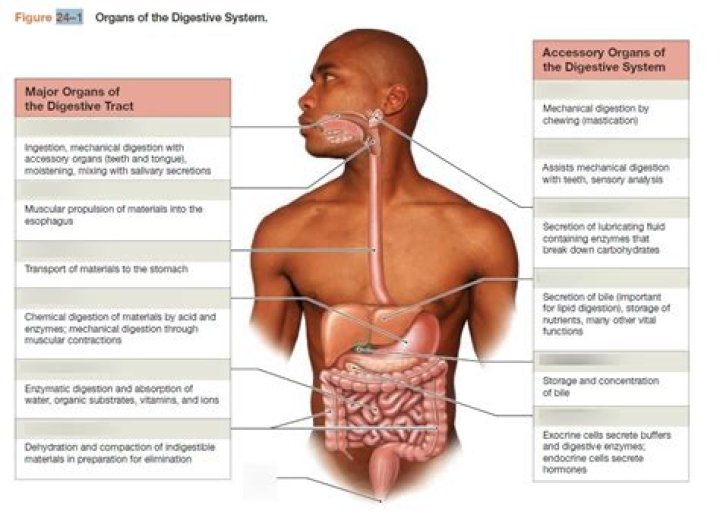 What are the six organs of the digestive tract