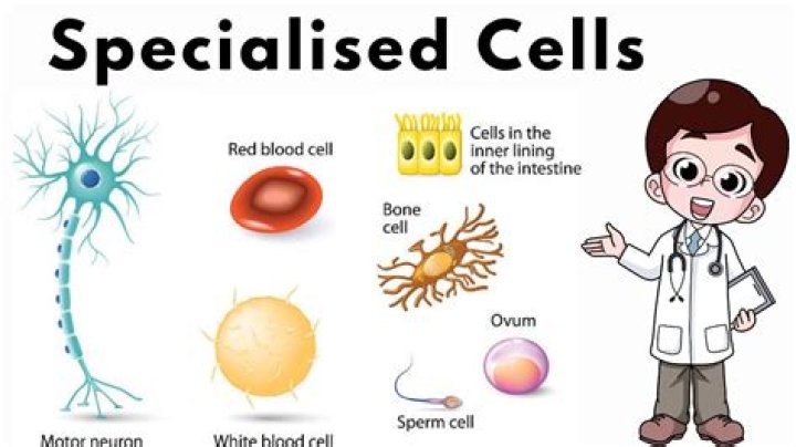 What are the specialized cells of the digestive system?