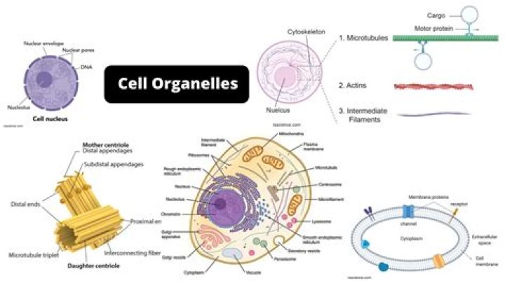 What are the subcellular organelles of the cell