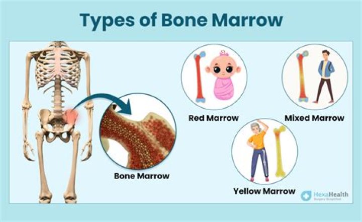 What are the symptoms of bone marrow problems