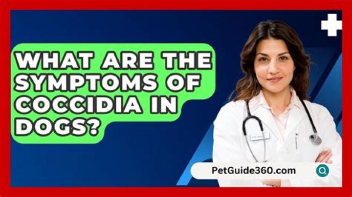 What are the symptoms of coccidia in dogs