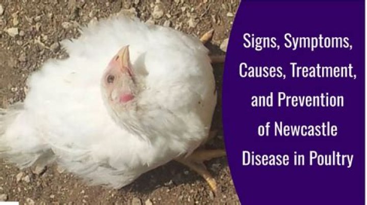What are the symptoms of Newcastle disease in poultry