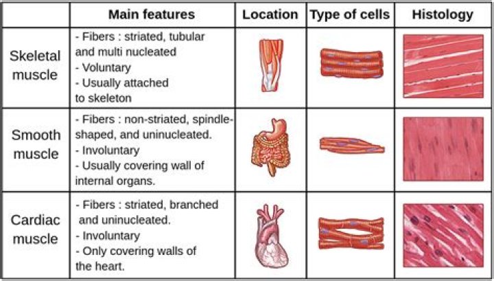 What are the three types of muscle tissue voluntary