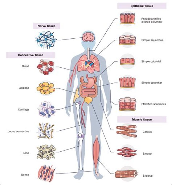 What are the tissues in the immune system