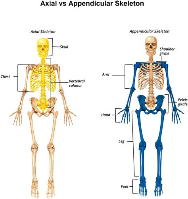 What are the two girdles of the appendicular skeleton
