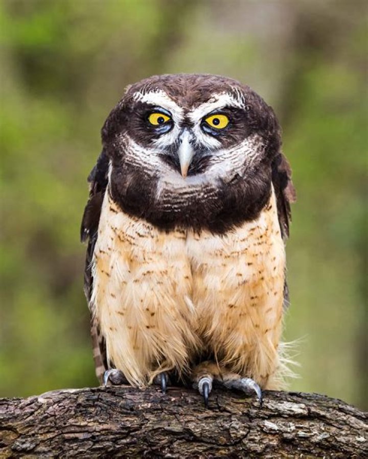 What are the two main colors of a spectacled owl