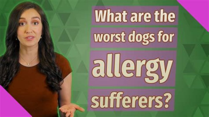 What are the worst dogs for allergy sufferers?